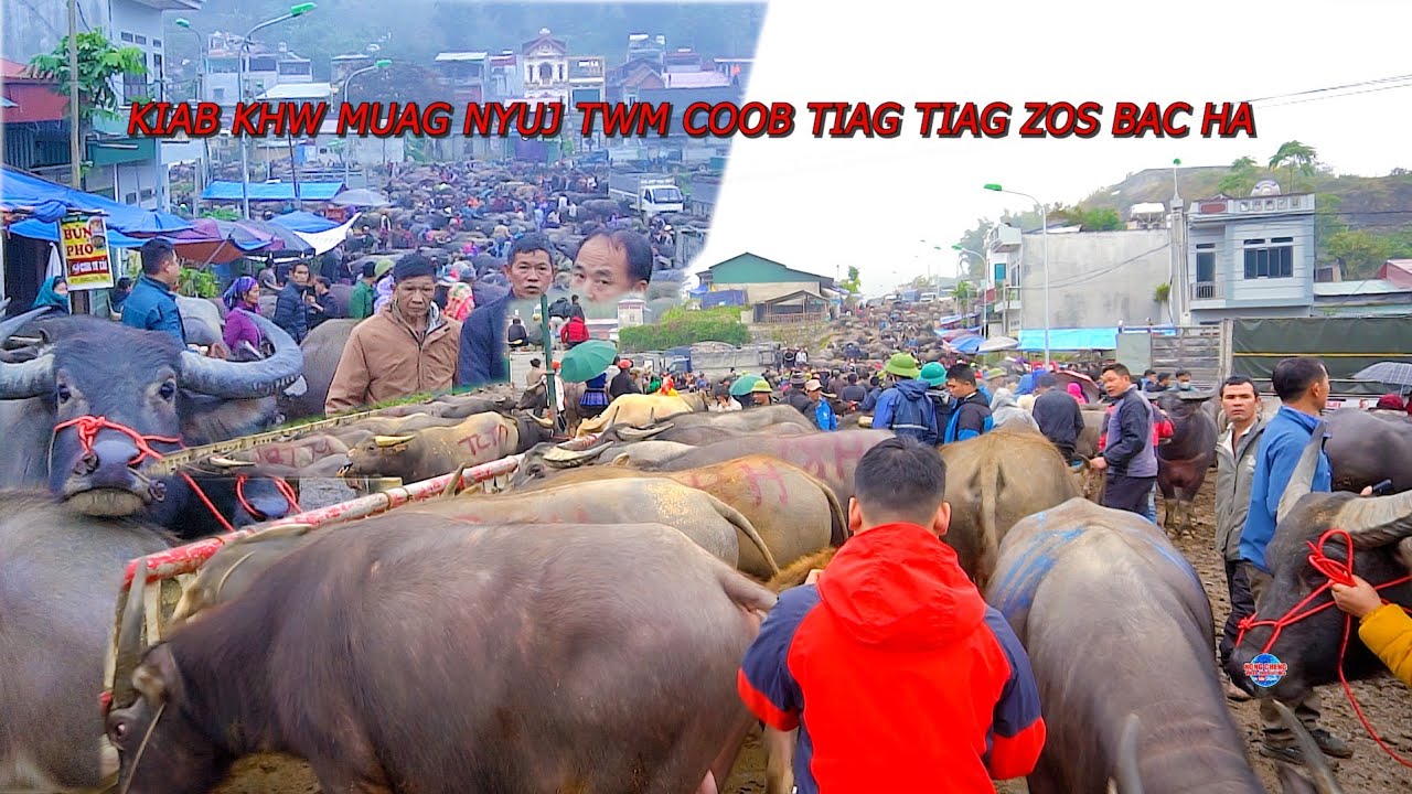 TAJ LAJ KIAB KHW HMOOB TOJ SIAB MUAG TWM, NYUJ, NEES  COOB TIAG2 ; EP#5