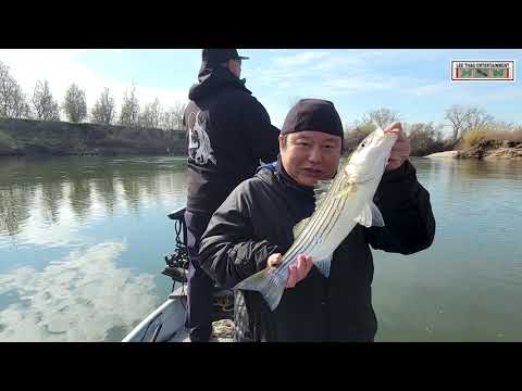 STRIPER FISHING at Rock Dam Live Oak 2024 on the Feather River