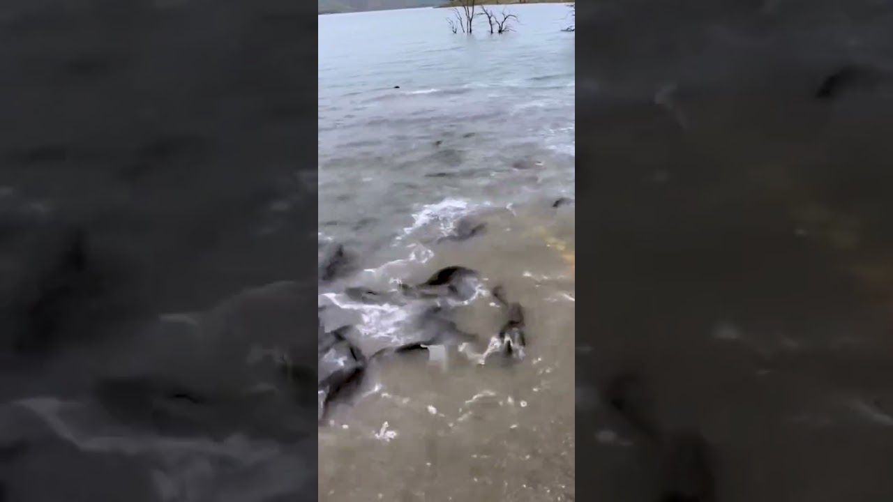 2000 lbs Trout Stock