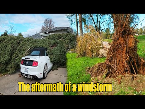 The disaster after a WINDSTORM
