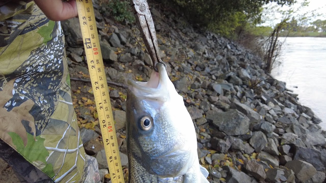 Striper Fishing in Sacramento river 3/23/24