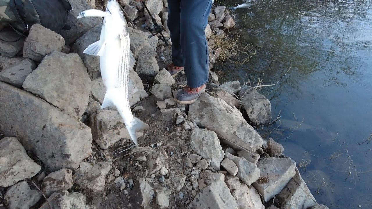 Striper fishing in Sacramento river 3/ 30/ 24