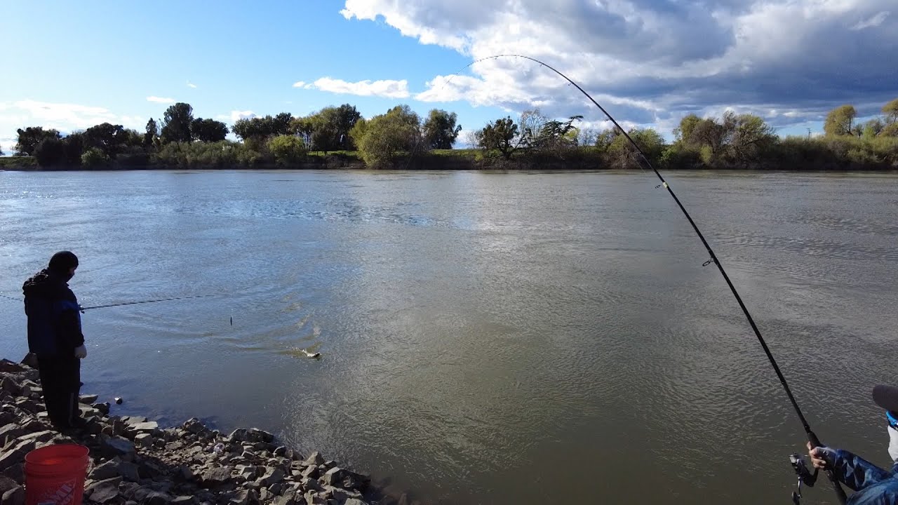 Striper fishing in Sacramento river 3/24/24 evening