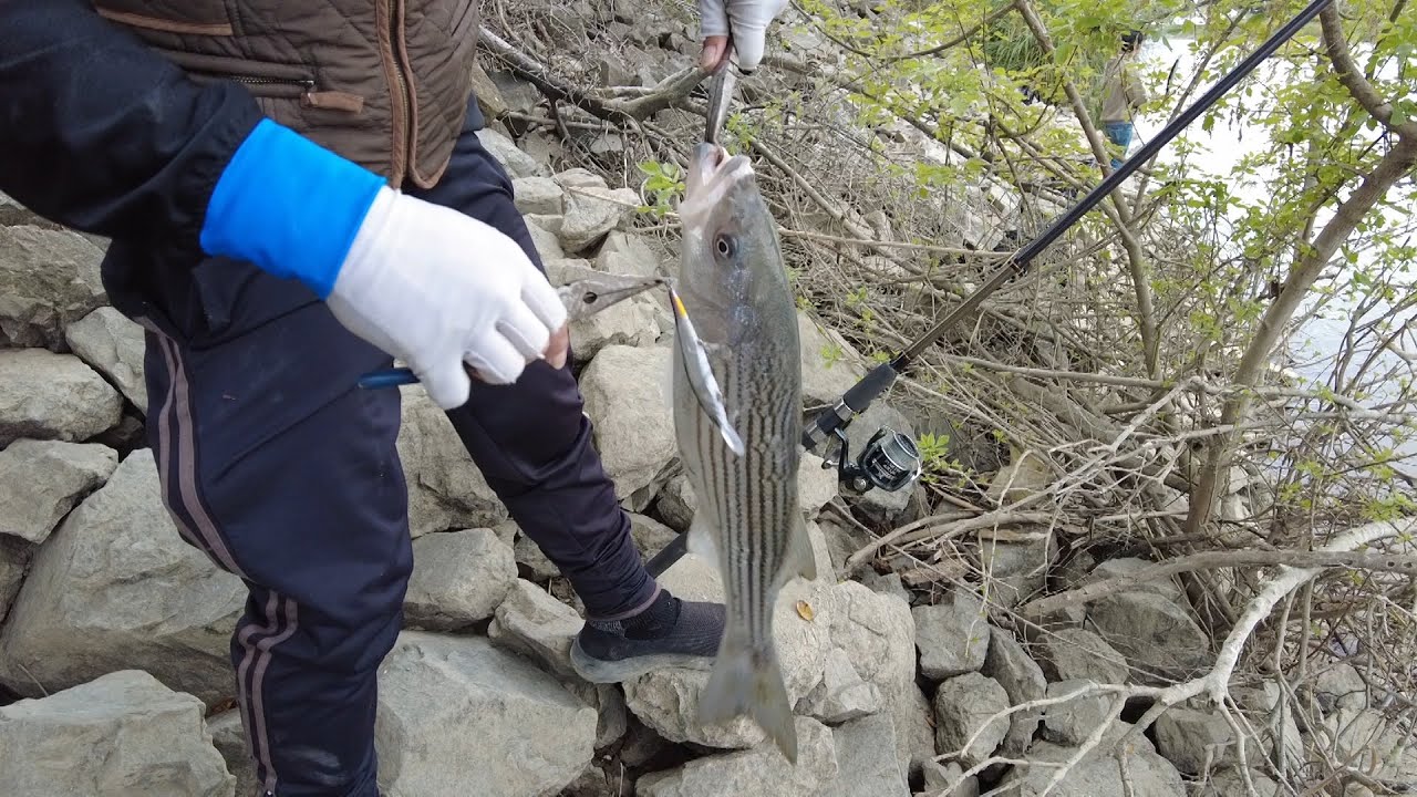 Striper Fishing in Sacramento river 3/22/24