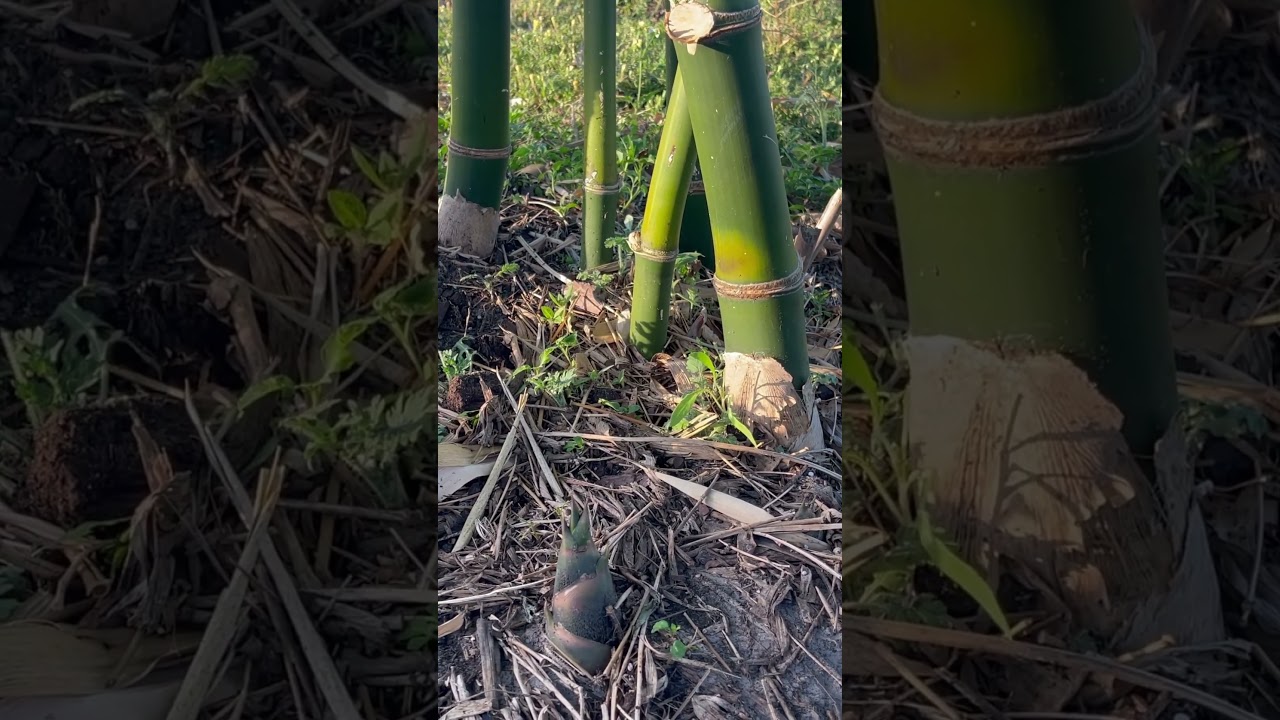 Xyoob qab zib xeev Florida 2024