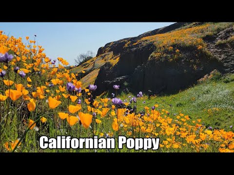 California Poppy