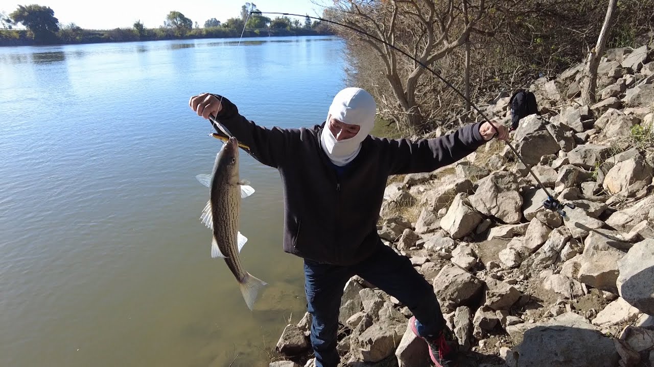 Striper fishing in Sacramento river 4/12 24