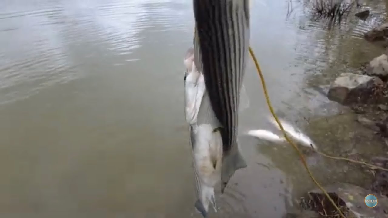 Striper fishing in Sacramento river 4/5/24