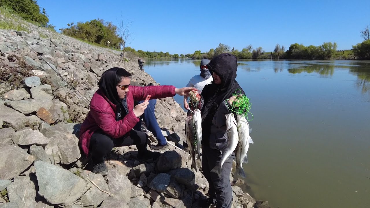 Striper fishing in Sacramento river 4/7/24