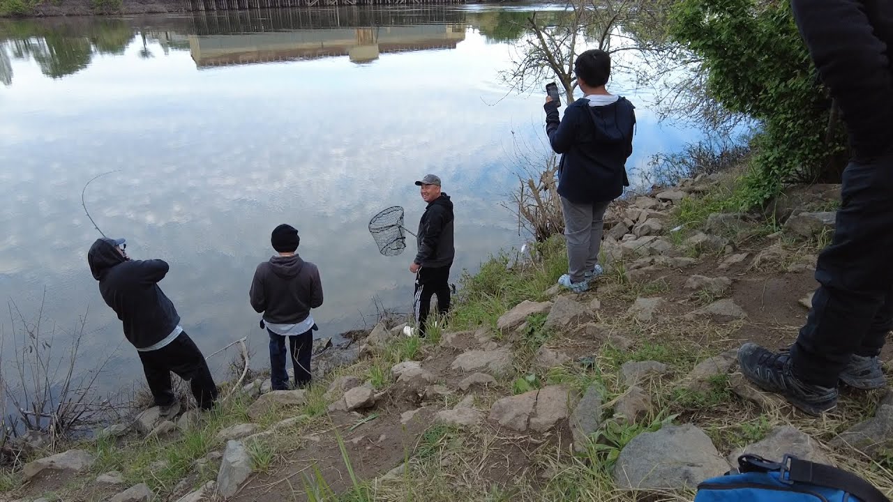 Striper fishing in Sacramento river 4/14/24 evening