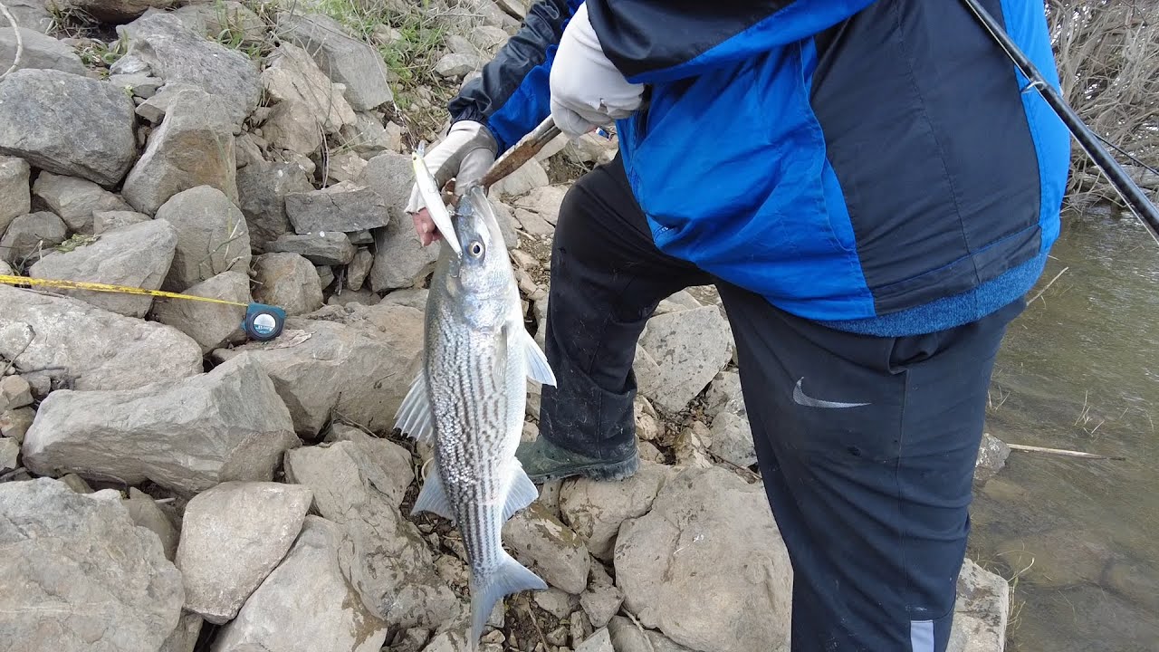 Striper fishing in Sacramento river 4/5/24 evening
