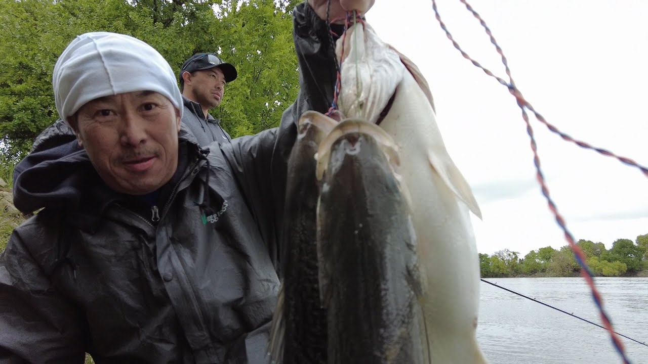 Striper fishing in Sacramento river 4/14/24