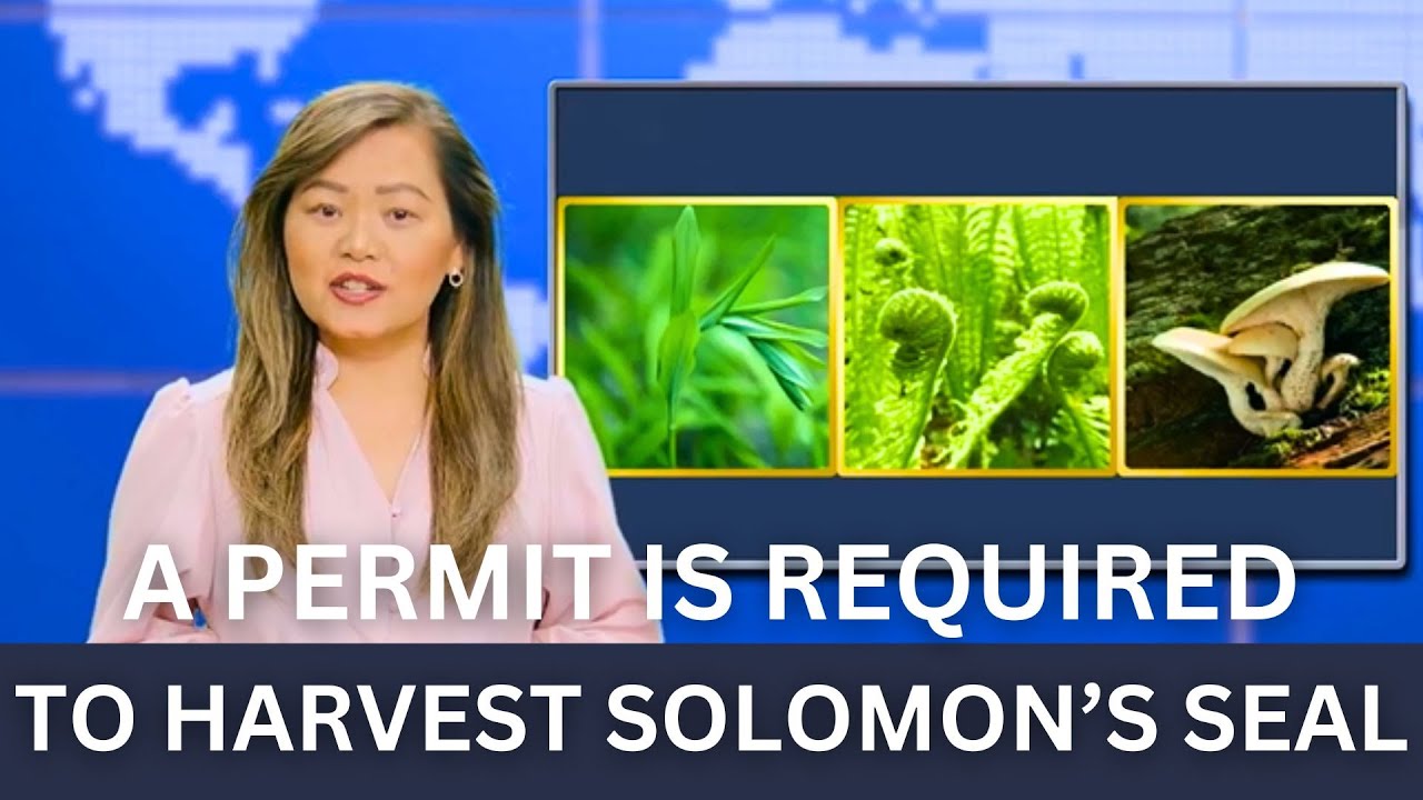 3HMONGTV LIVE | 3HMONGTV Newsbrief | 05/01/2024.