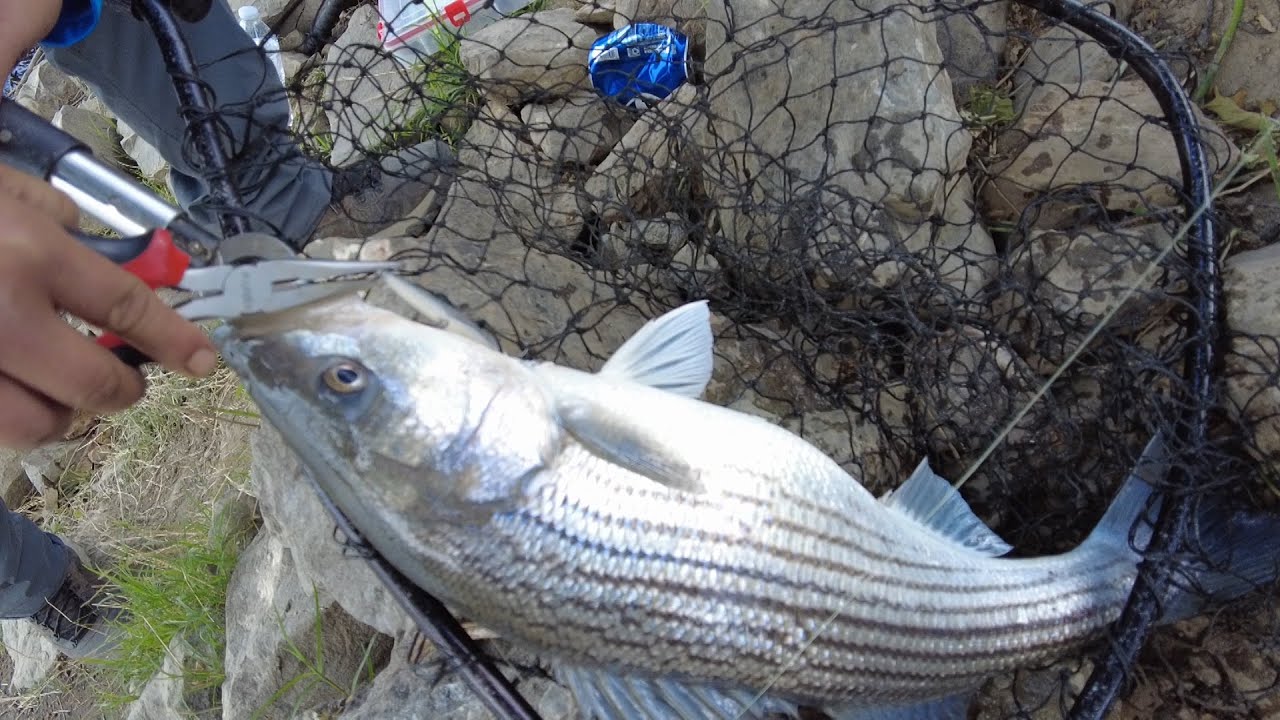 Striper fishing in Sacramento