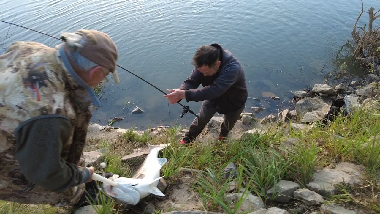 Cought 39″ striper in Sacramento river