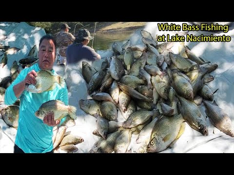 White Bass Fishing at Lake Nacimiento (This lake is loaded with White bass and crappies)