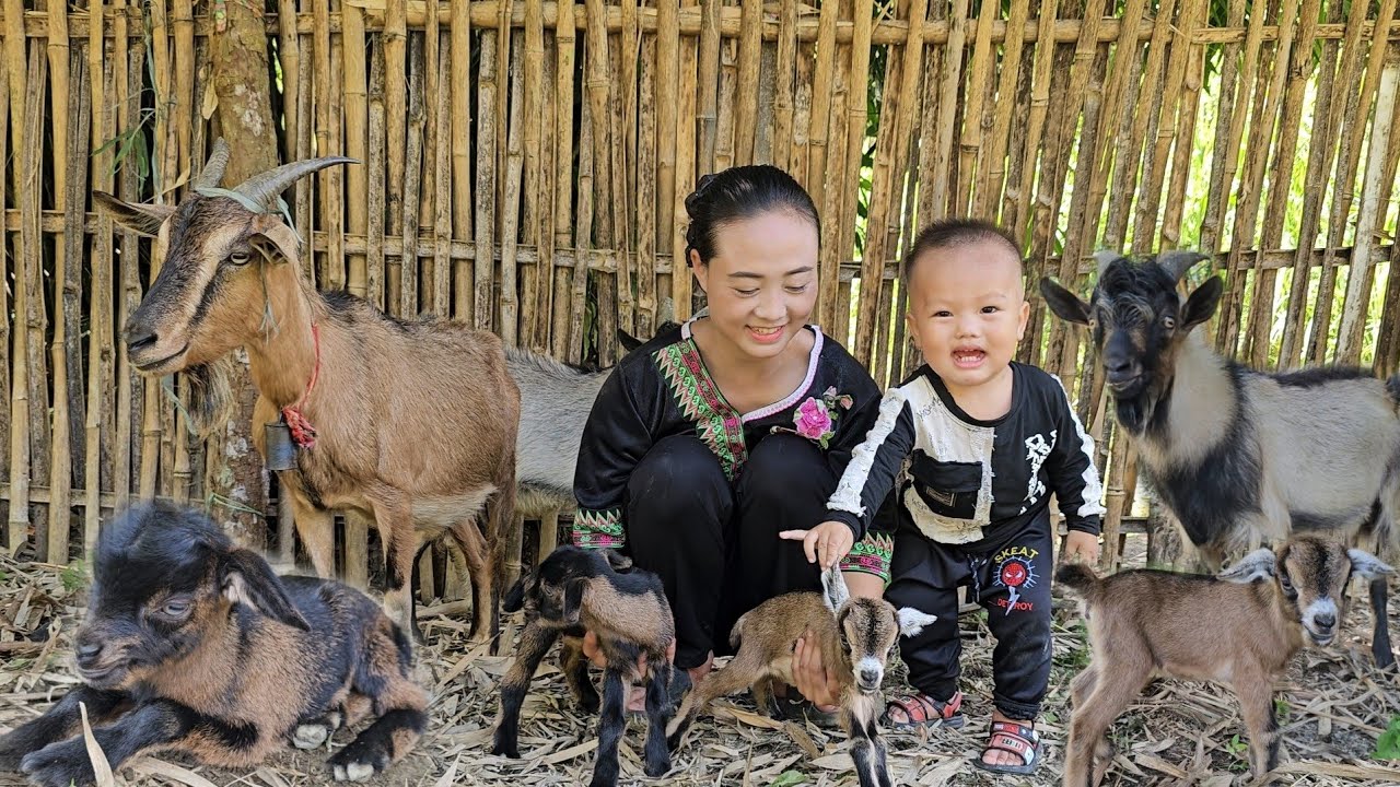 Single mother: The first baby goat was born on the farm – harvesting melons to sell at the market