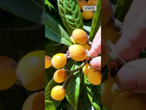 Subtropical Evergreen Fruit (LOQUAT) Windy Day in Sacramento