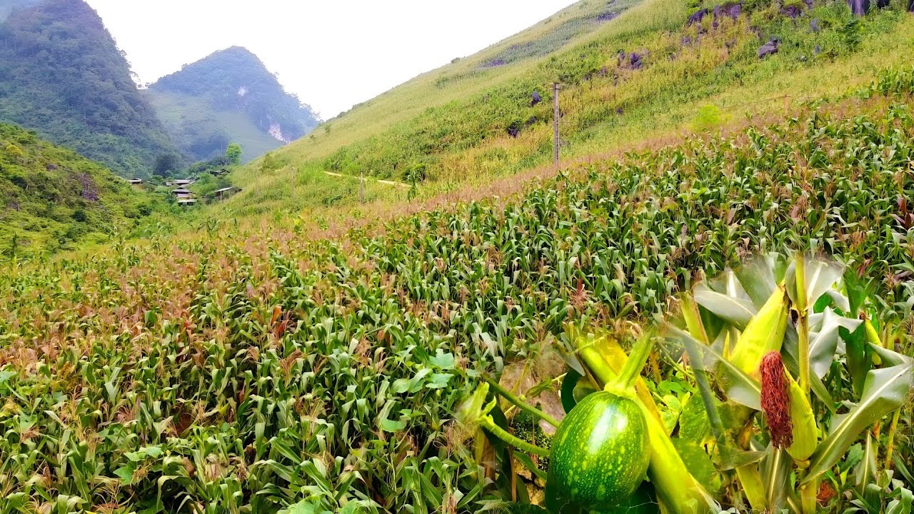 NCIG MUS SAIB ZOS LOOJ PLOOJ, ZOS HAV NRAV HMOOB TOJ SIAB 6/2024