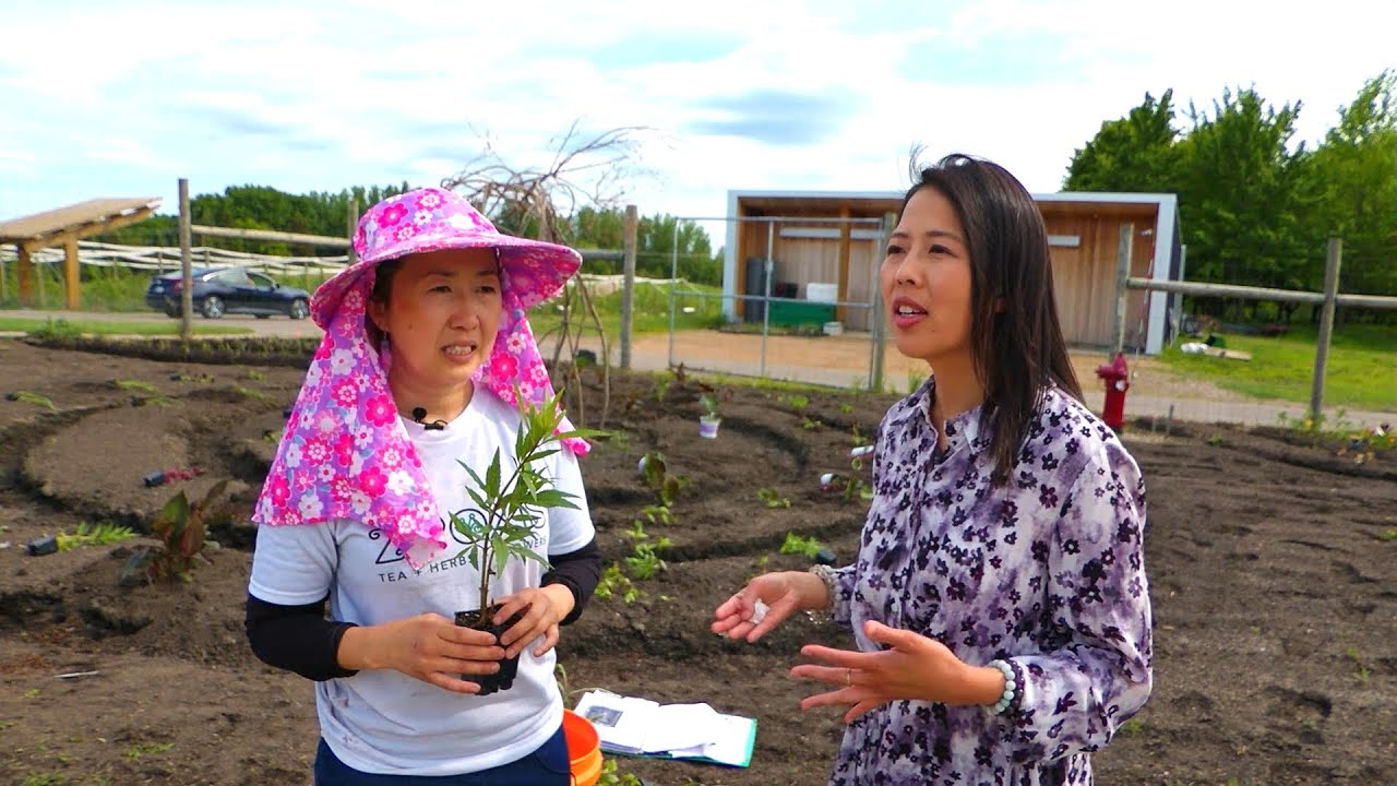 3HMONGTV LIVE | Organic Living with Mhonpaj Lee – Hmong herb garden at the Minnesota Arboretum.