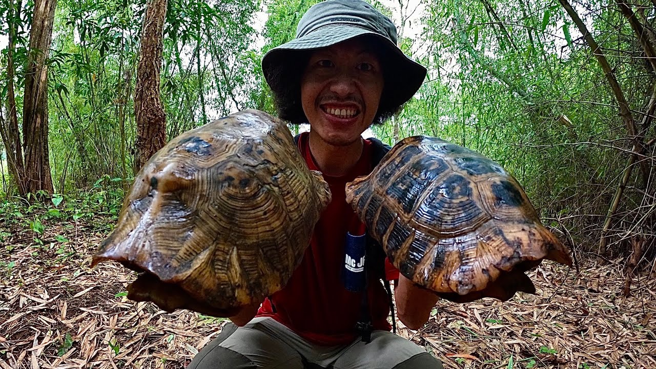เจอเต่าป่าภูเขาคู่ผู้เมียในป่า…!! [ โจโฉ ] #ที่สุดในรุ่นโฟมสิว #AcnoFightFoam #GarnierMen