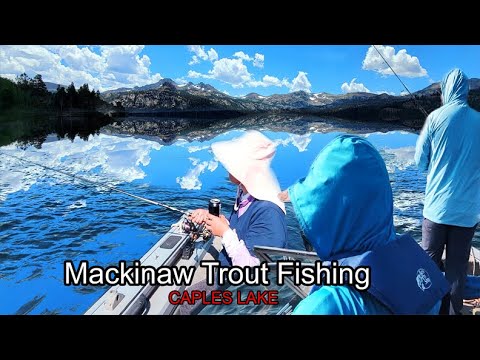THE EAGLE STEAL MY FISH, trolling for Mackinaw Trout