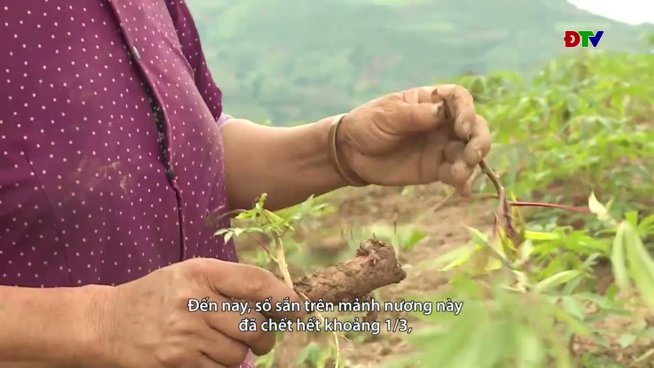 ĐIỆN BIÊN – Xov tooj cua lus Hmoob Dien Bien (Hnub 11-07-2024)