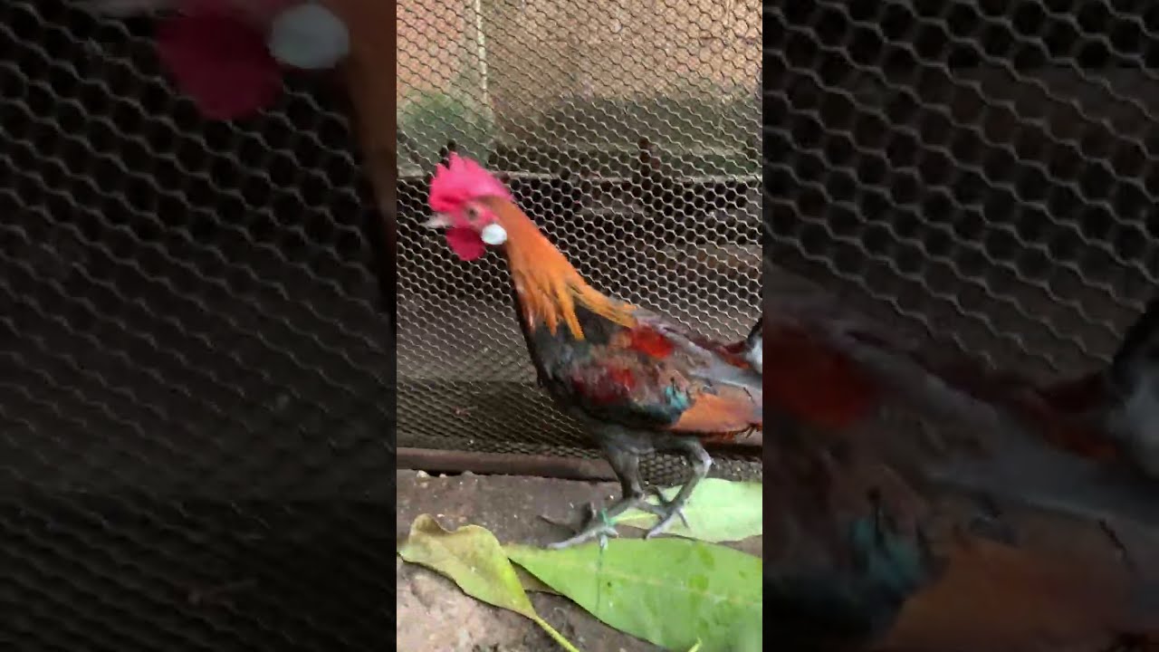 Me nyuam qaib f1 thiab tus txiv qhaib qu