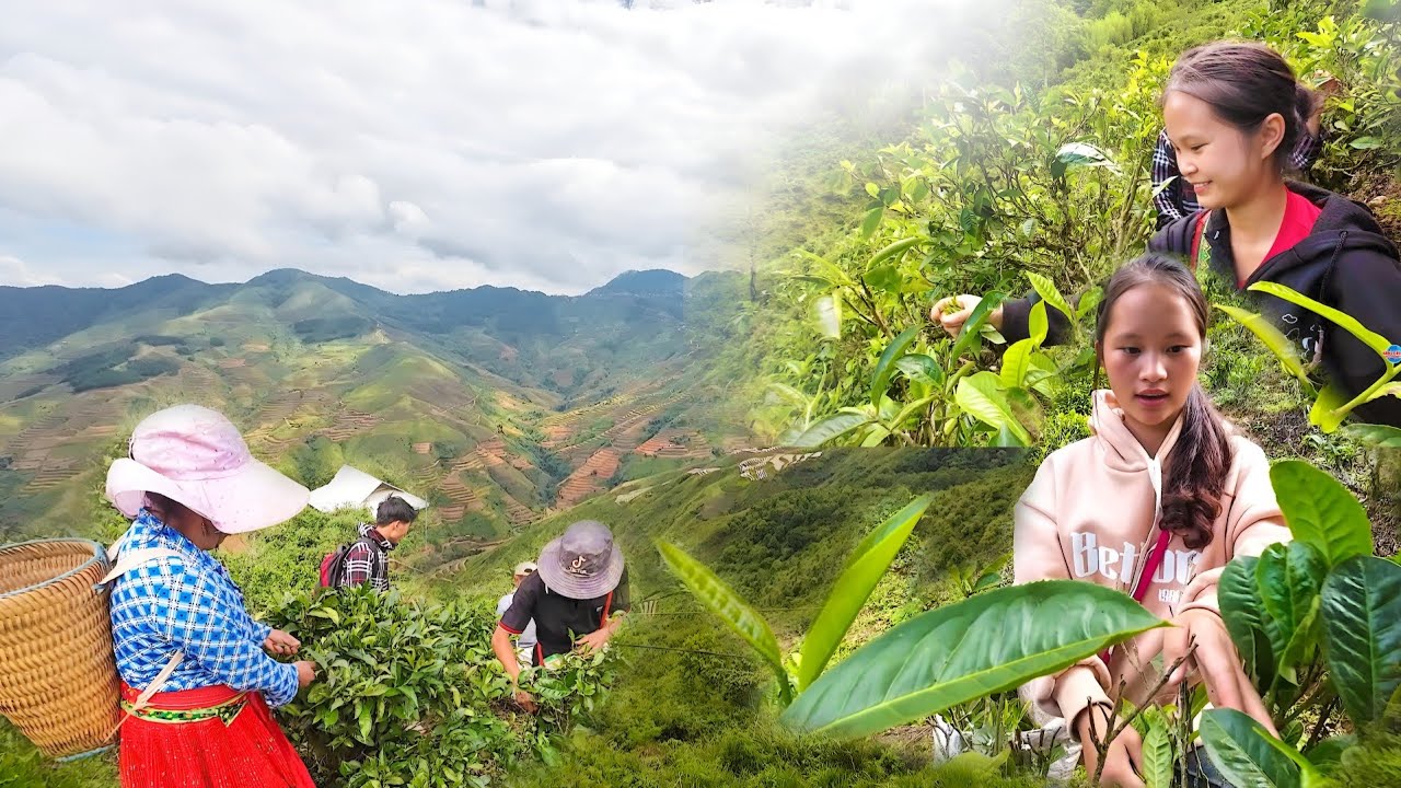 NCIG MUS TOJ SIAB ZOS QHUAV HMAS, CAJ NAB HMOOB UA NOJ UA HAUS ZEJ ZOG 8/2024