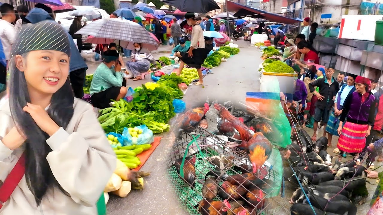NCIG KIAB TOJ SIAB MEO VAC HA GIANG  ” MOOJ VAJ NYAB LAJ QAUM TEB HASZAS 8/2024