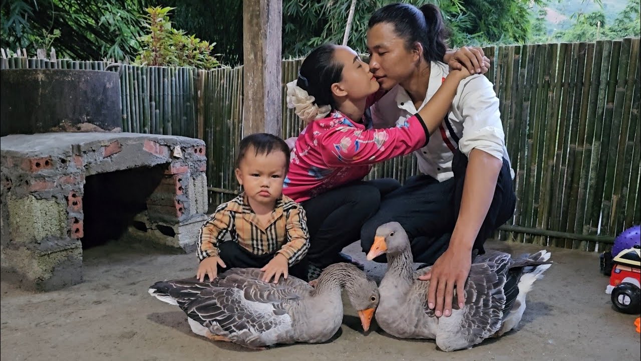Love and Hope: A Kind Man Gave a Single Mother a Pair of Beautiful Geese to Express His Sincere Love