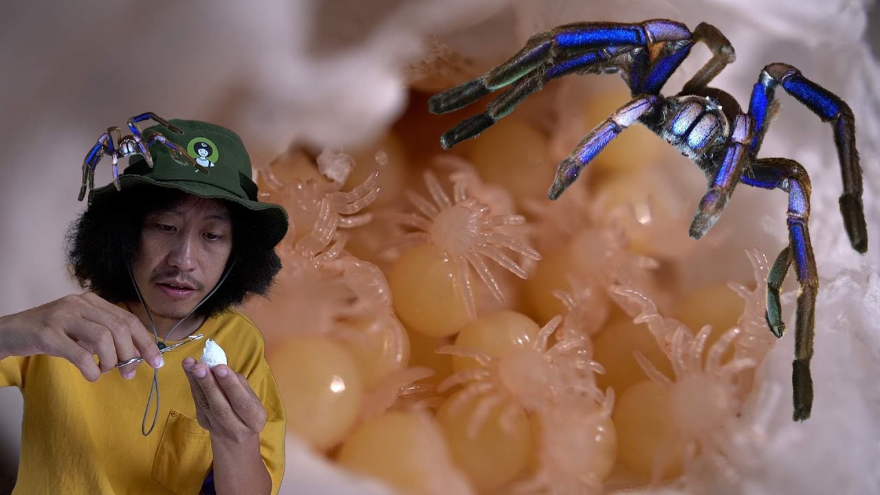 การเปิดถุงไข่แมงมุมยักษ์…!! อนุบาลลูกแมงมุม Electric blue  Natanicharum  [ โจโฉ ]