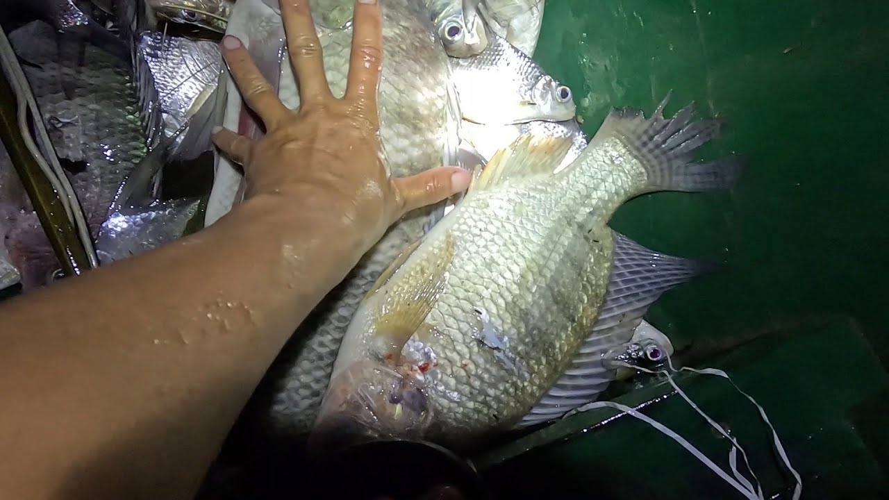 Mus tua ntse hmo tuj tau ntse loj kawg