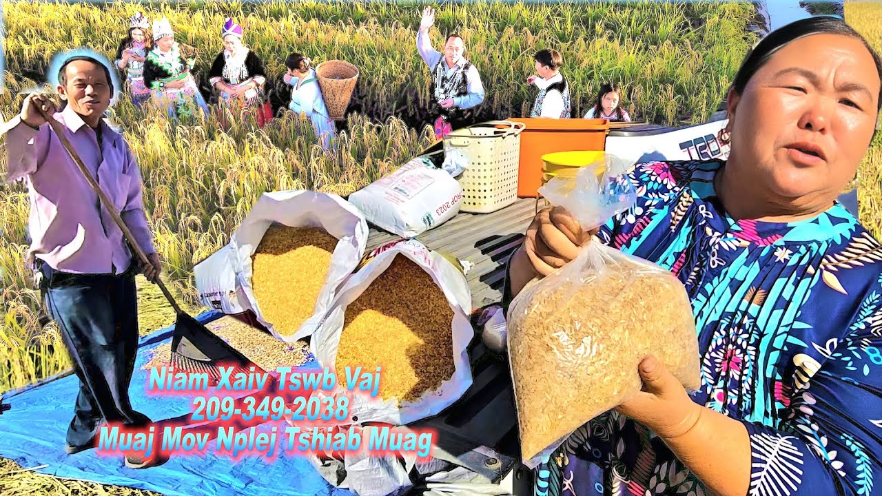 HMOOB MERCED HLAIS MOV NPLEJ TSHIAB HNUB 19/10/2024#2