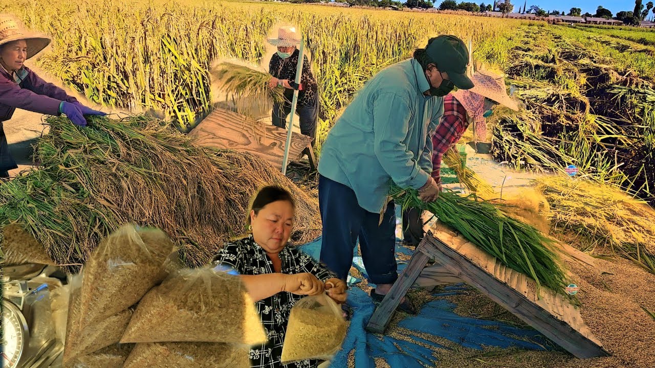 HMOOB MERCED HLAIS NPLEJ MAIV RHIAV, QHAUB PHEB, XIM TXUV MOV NTSHIAB #3, 10/ 23/2024