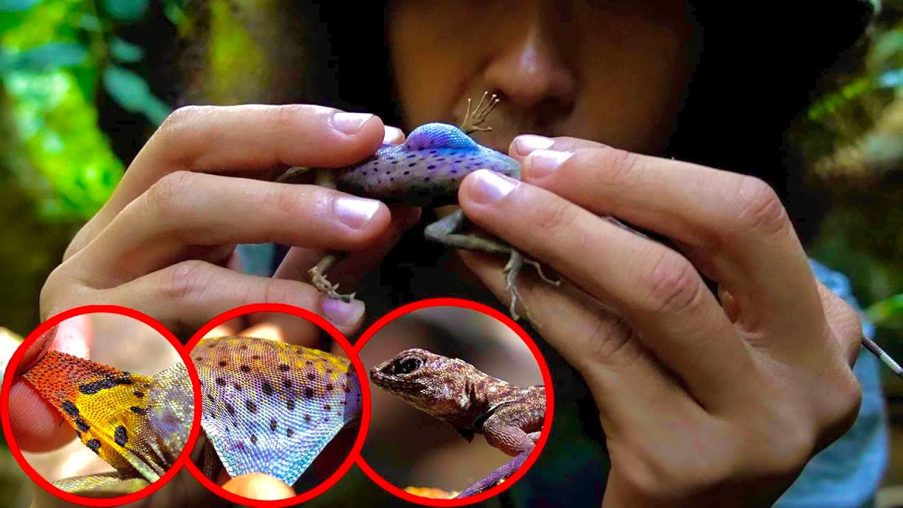 สำรวจป่าลาว…!! สัตว์ป่าแปลกมากๆ ….[ โจโฉ ]
