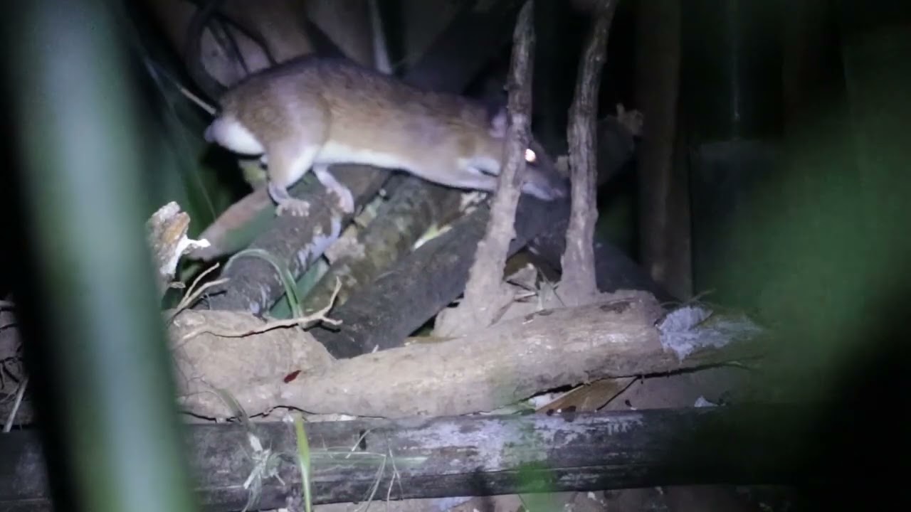 hnub no mus tuas na ntsooj