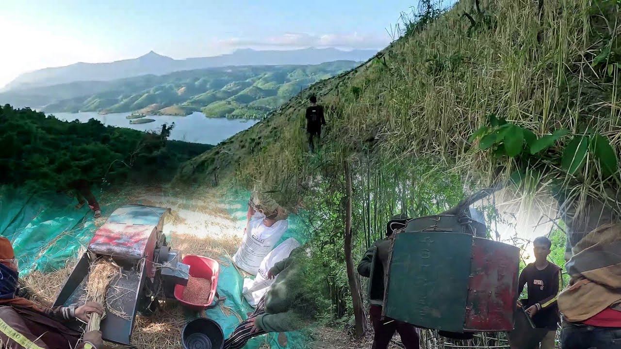 mus ntaus nplej kwv cav sab tiag tiag