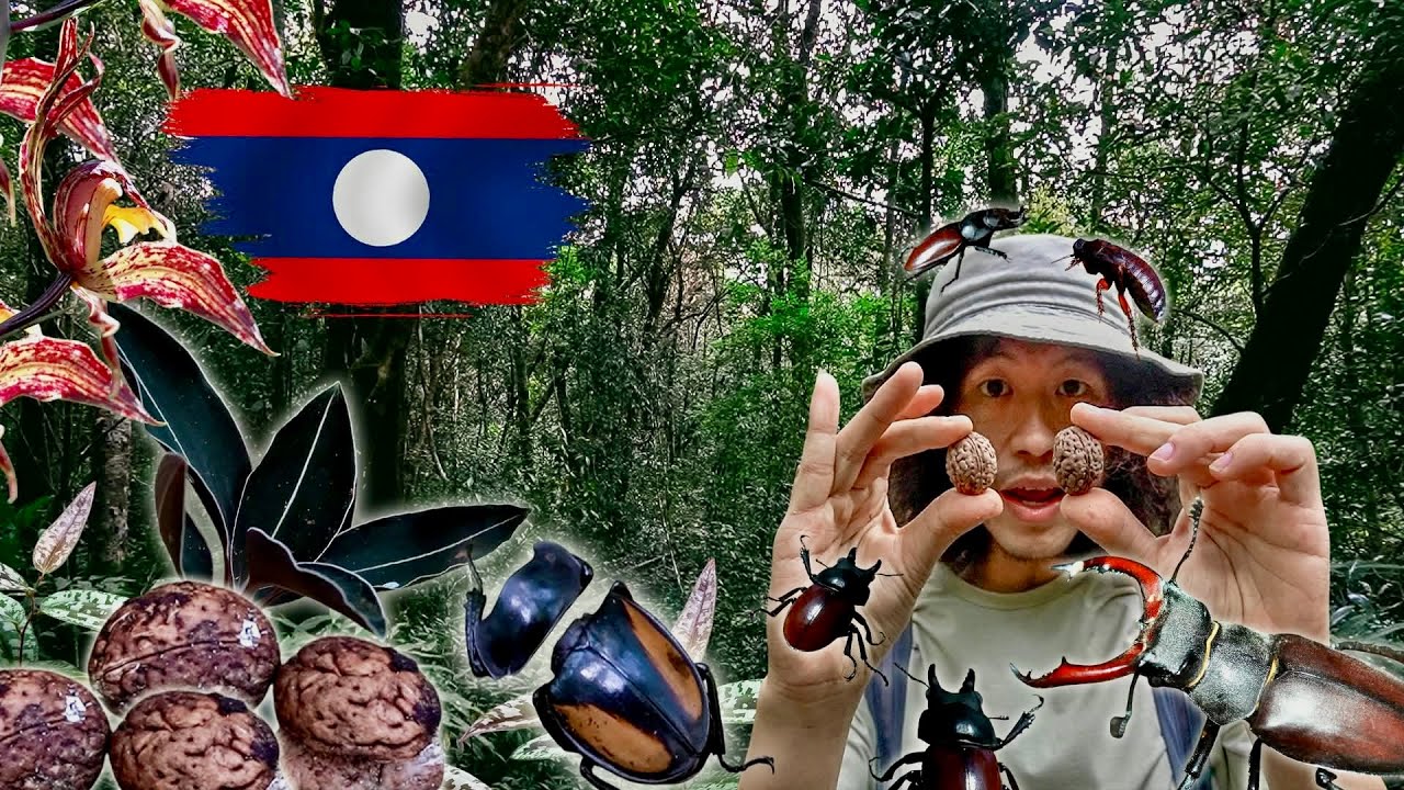 สำรวจป่าลาว…!! แมลงสาบป่ายักษ์ ด้วงคีม พันธุ์พืชแปลกๆ … [ โจโฉ ]