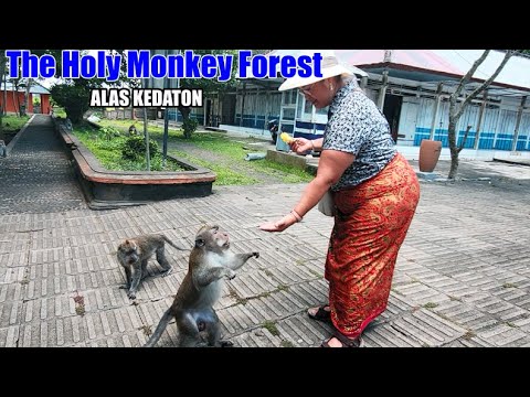 Holy Monkey Forest the home of Flying Fox Fruit Bats