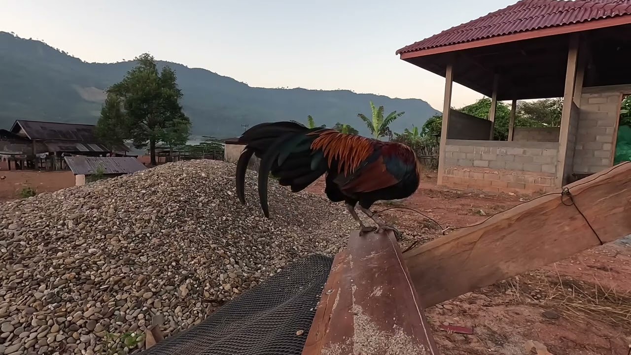 Me nyuam qaib qua zoo thiab