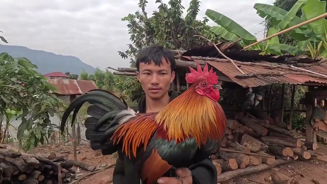 Muab tus qaib tso tawm lawm [qaib dib qaib qu]