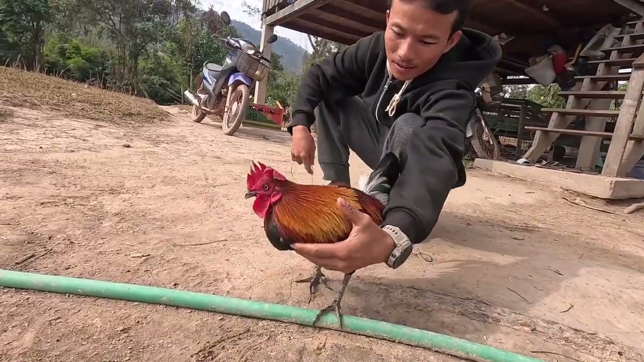 Qaib dib qaib qu nab 2