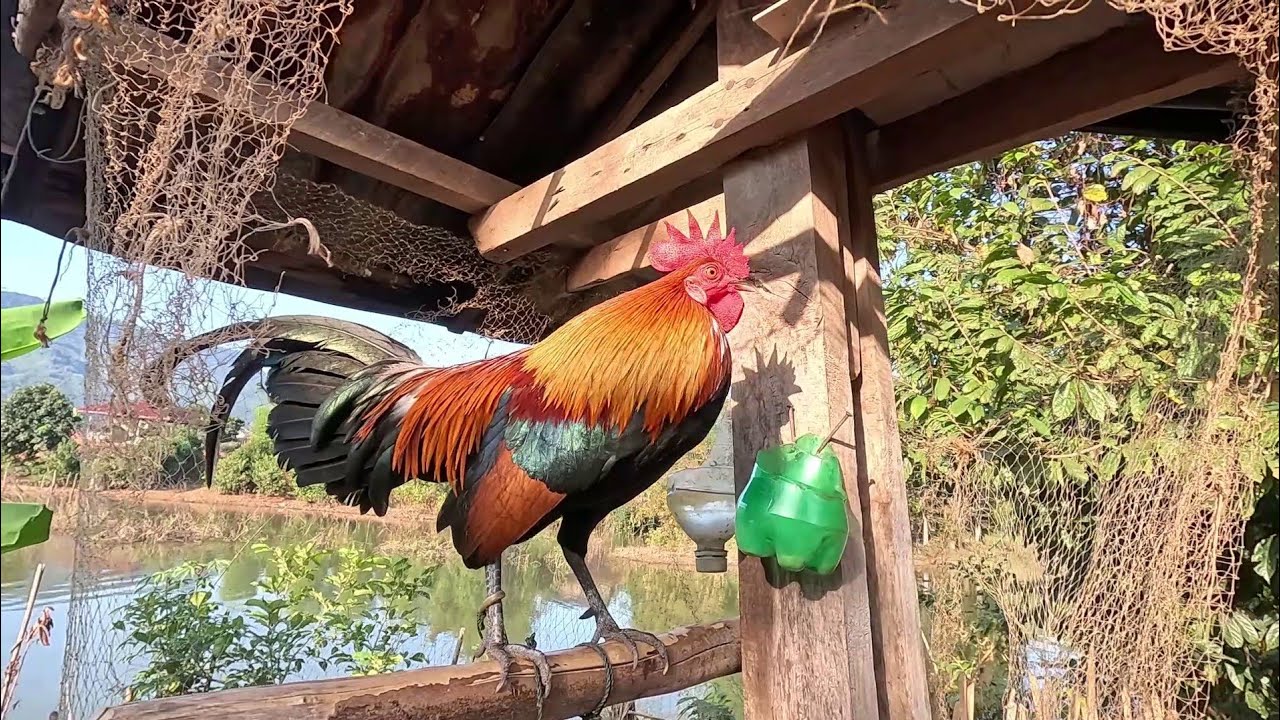 qaib dib zoo nkauj xav tso tawm