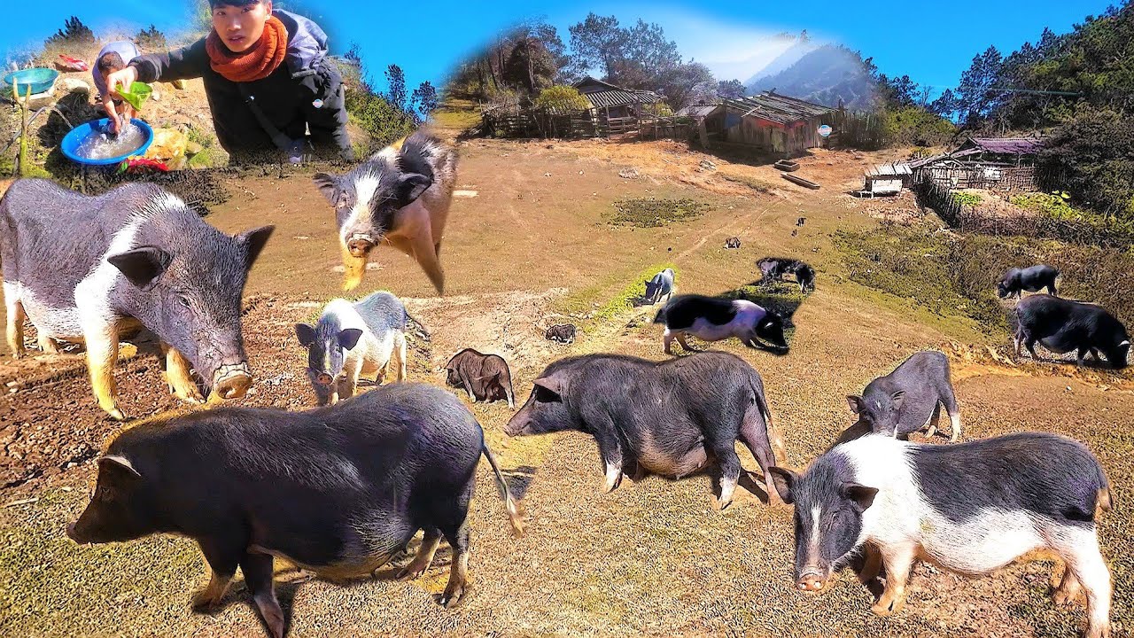 MUS SAIB LUB ZOS SAM MOS TXOV YUG TSIAJ VAM, QAB TAU NQI ZOO 2025