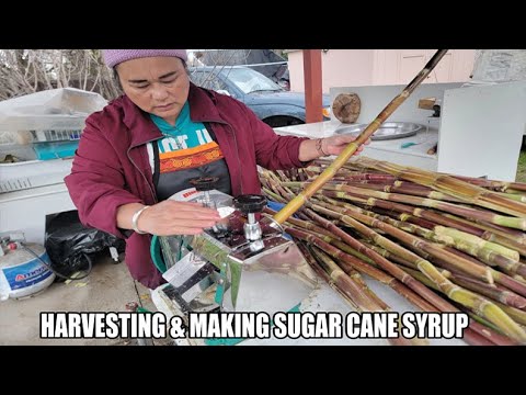 HARVESTING AND MAKING SUGAR CANE SYRUP