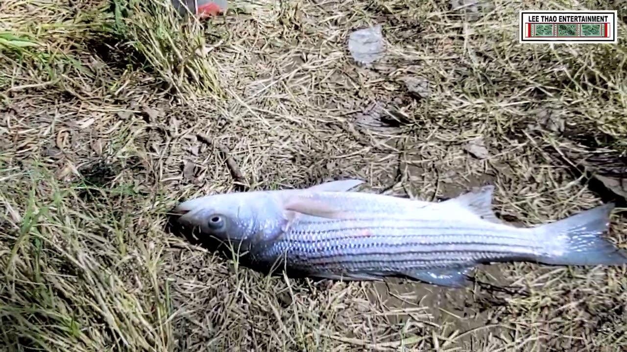 Sacramento River Fishing Report 3/6/2025