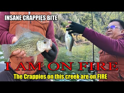 I AM ON FIRE. The CRAPPIES in this creek are on FIRE.