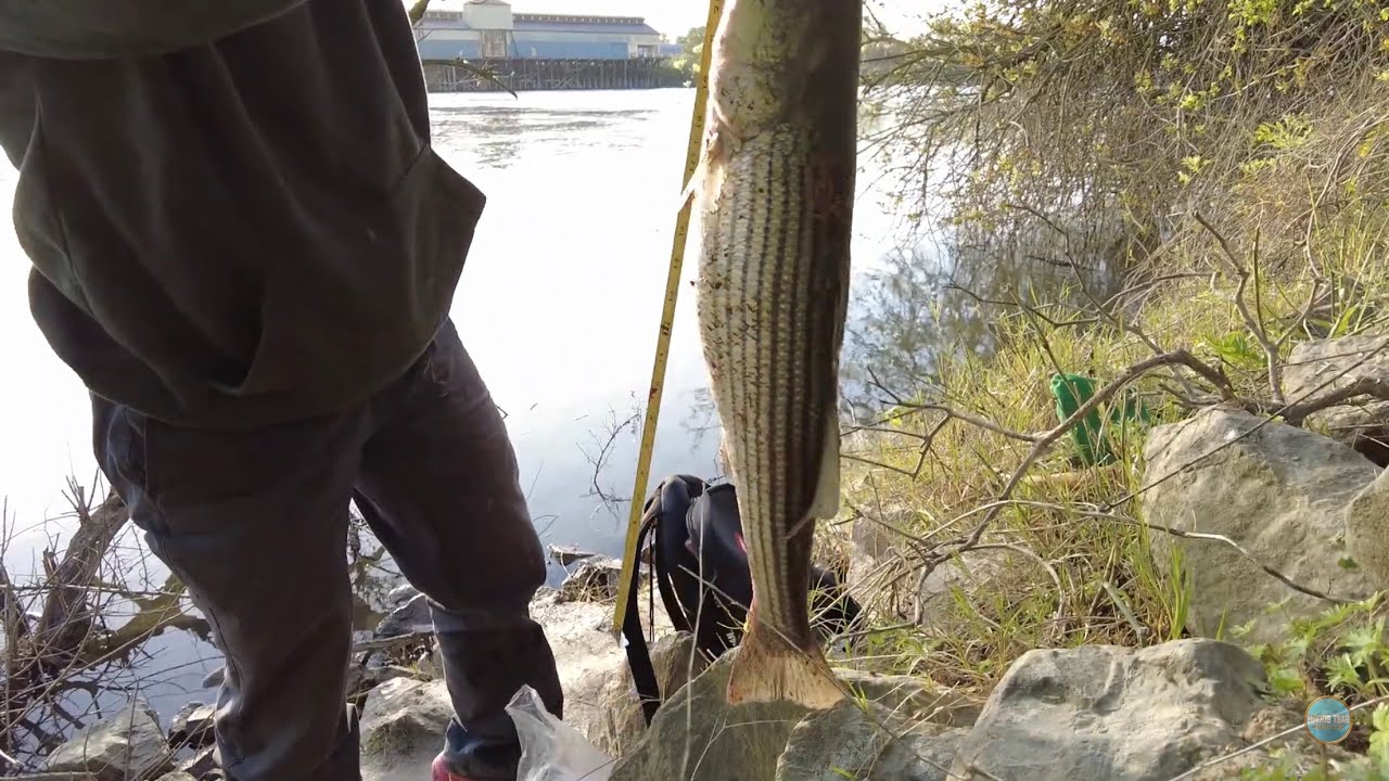 Striper fishing in Sacramento river 4/ 14/ 25