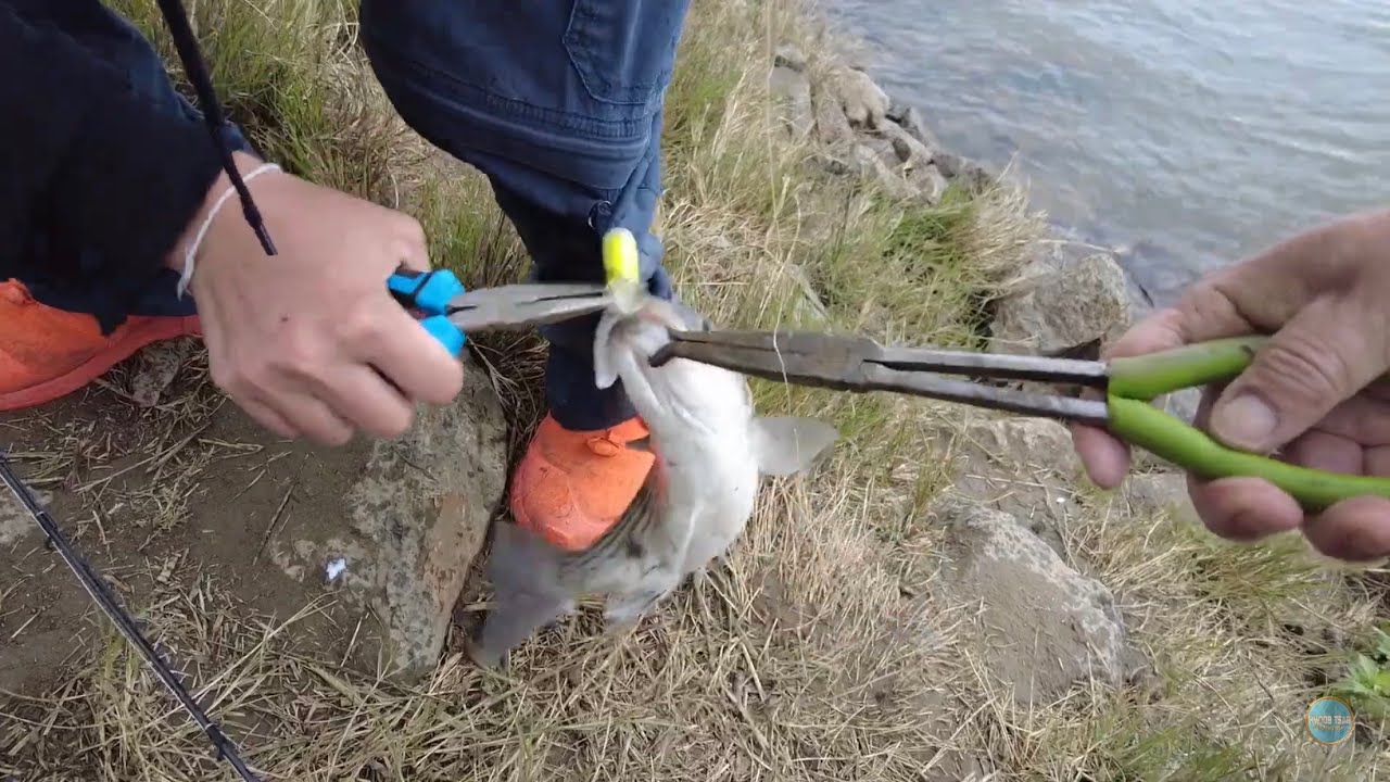 Striper fishing in Sacramento river 4/ 7/ 25